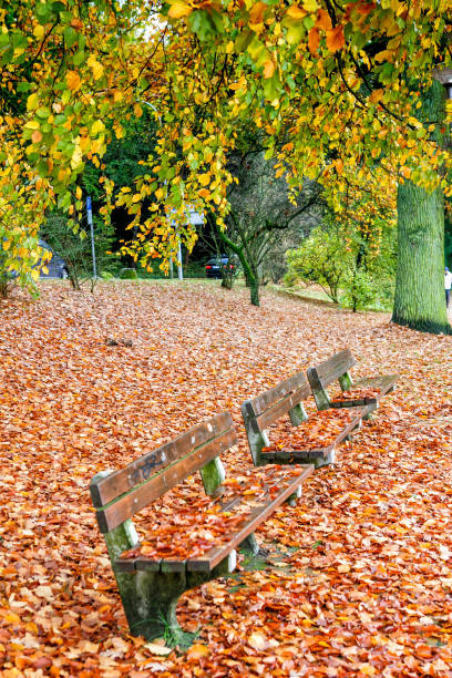 istock Empty park bench surrounded by autumn yellow leaves. 1049701162