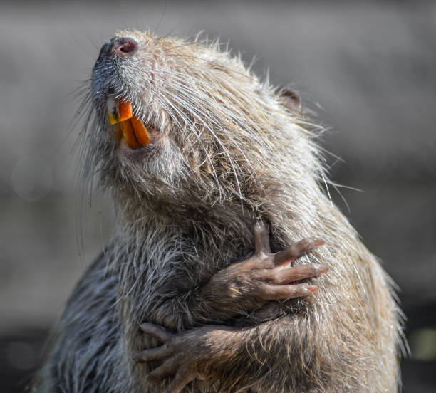 nutria close up. very funny coypu portrait. singing nutria - nutria rodent beaver water imagens e fotografias de stock