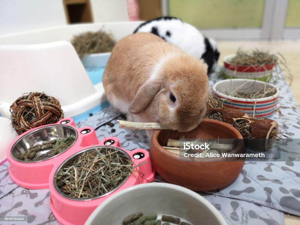 thức ăn cho thỏ