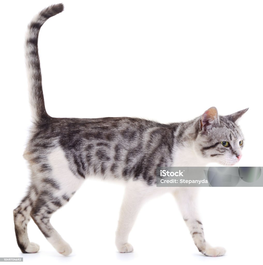 Gray house cat. Beautiful gray house cat on a white background. Animal Stock Photo