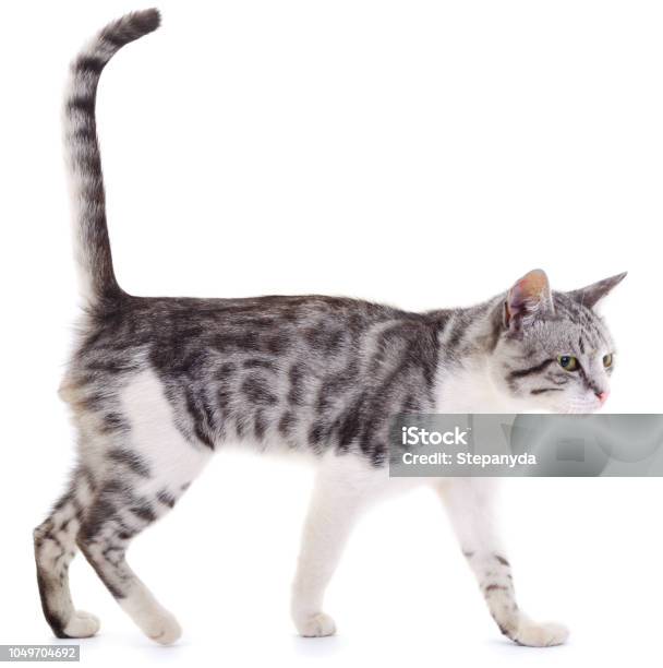 Gray House Cat Stock Photo - Download Image Now - Animal, Animal Body Part, Animal Eye