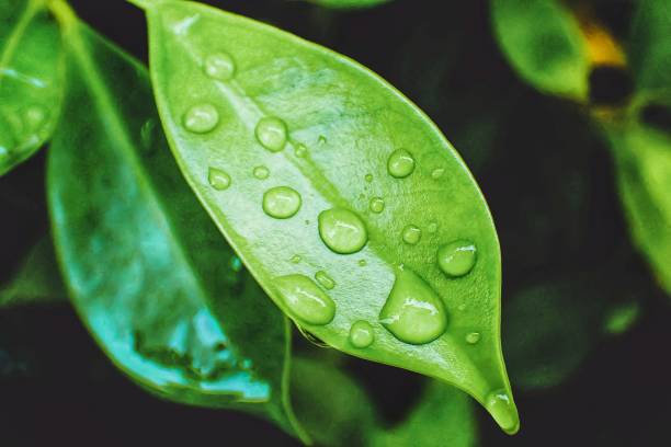 istock green leaf nature with droplet water 1049704810