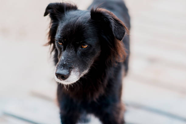 istock Close up of a black dog 1049704906