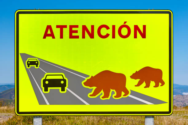istock Bear road traffic signal. Endangered species alert. Warning 1049708418