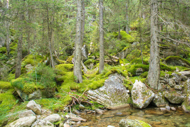 istock Trip through Retezat National Park virgin forest. 1049710726