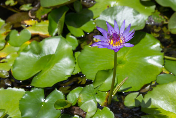 istock Purple lotus flower with bee absorb on pollen 1049711832