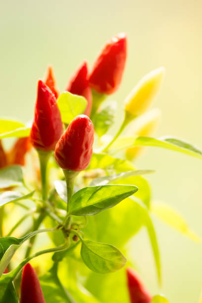 istock chili peppers closeup. small spicy plant 1049715082