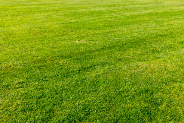 istock Green lawn in the park 1049732138