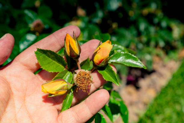 istock Flower without petals in the garden 1049739126