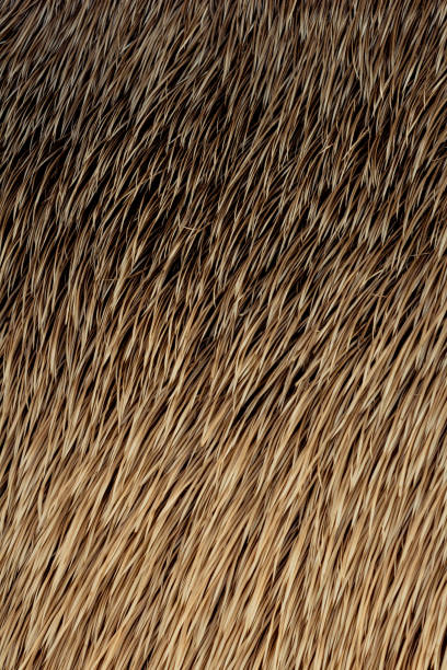 istock Decorative animal  fur as a background 1049739322