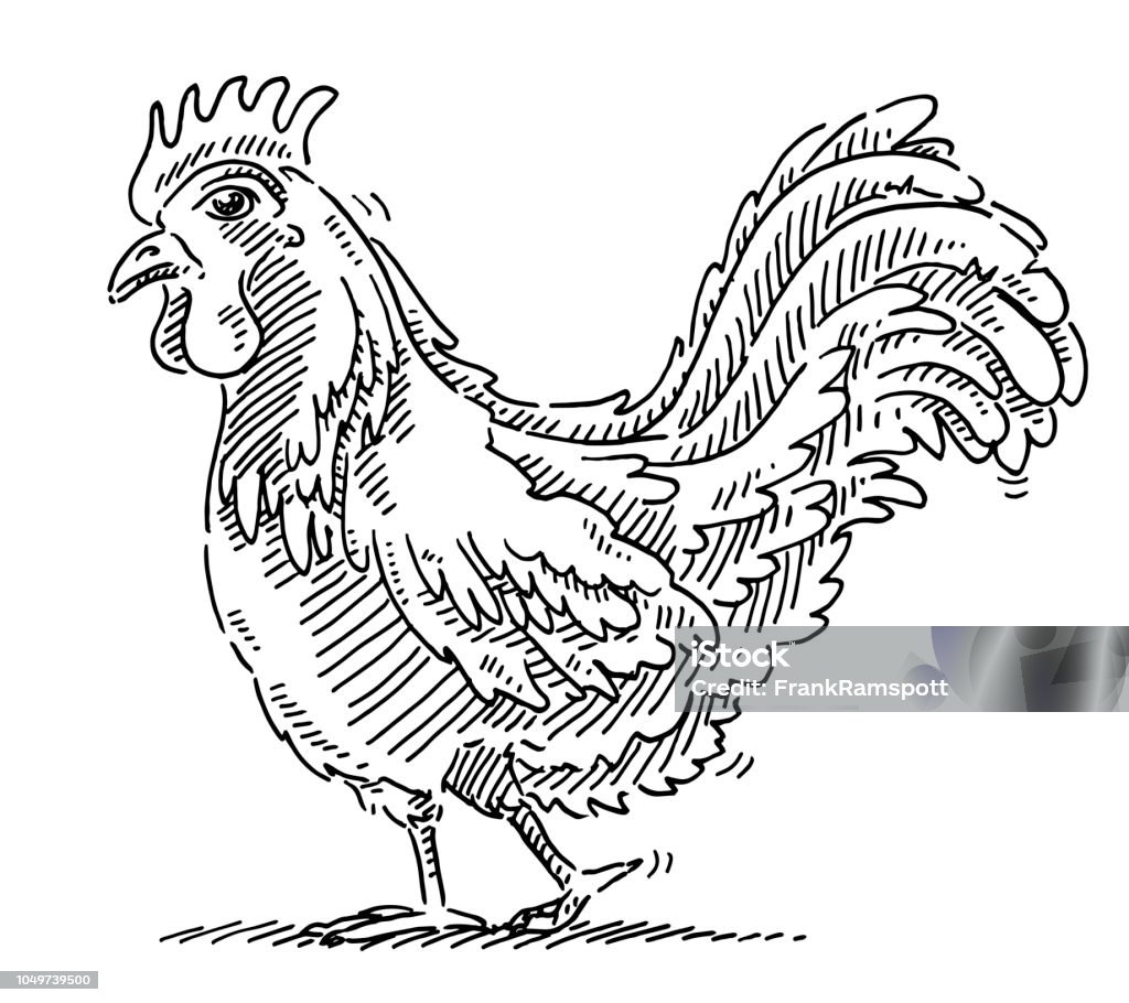 Shy Chicken Animal Drawing Hand-drawn vector drawing of a Shy Chicken Animal. Black-and-White sketch on a transparent background (.eps-file). Included files are EPS (v10) and Hi-Res JPG. Drawing - Art Product stock vector