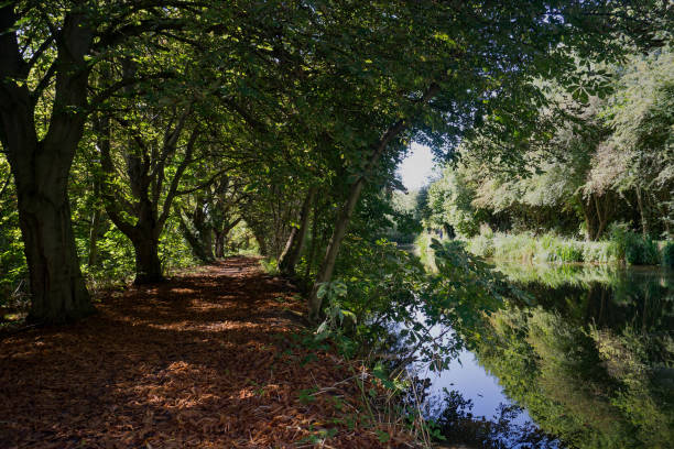 The River Stort in Harlow, calm and tranquil. The River Stort in Harlow Essex, the tree lined path showing Autumn and the opposite bank with the Towpath remains in full summer mode. harlow essex stock pictures, royalty-free photos & images