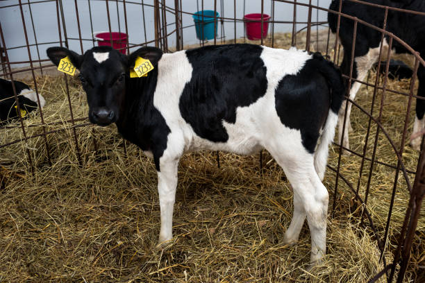 istock Calves in a farm 1049747120