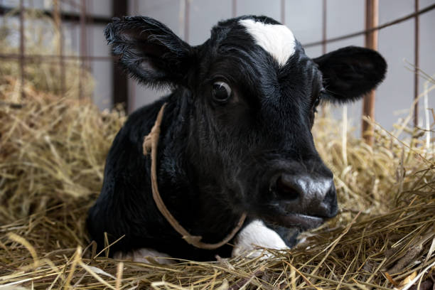 istock Calves in a farm 1049747152