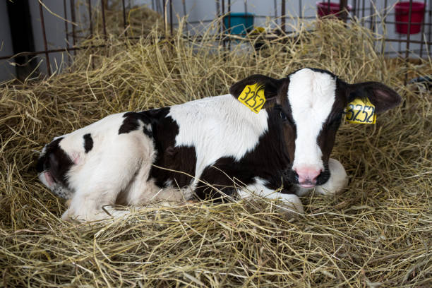 istock Calves in a farm 1049747154