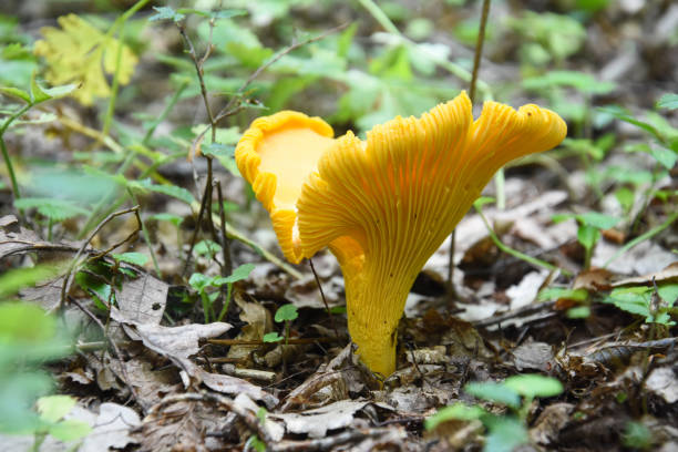 istock Chanterelle mushroom in the forest 1049747510
