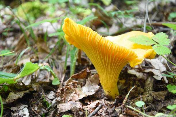 istock Chanterelle mushroom in the forest 1049749910