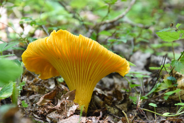 istock Chanterelle mushroom in the forest 1049750080