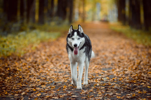 istock Portrait of Siberian Husky 1049755020