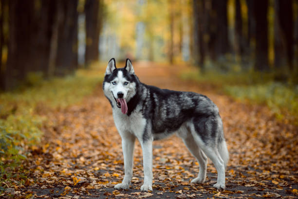 istock Portrait of Siberian Husky 1049755862