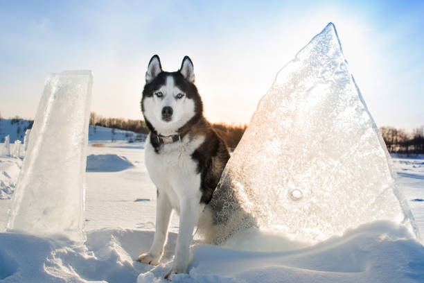 Portrait of Siberian Husky stock photo