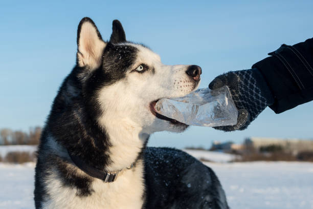 istock Portrait of Siberian Husky 1049758290