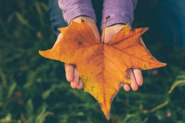 istock Hand holding a yellow autumn leaf, on sunny background 1049759120