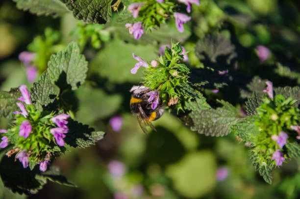 istock Bee on a blue flower and on a blurred background 1049765856
