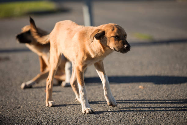 istock Abandoned sad homeless dogs 1049774732