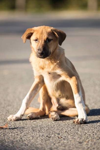 istock Abandoned sad homeless dog 1049774808
