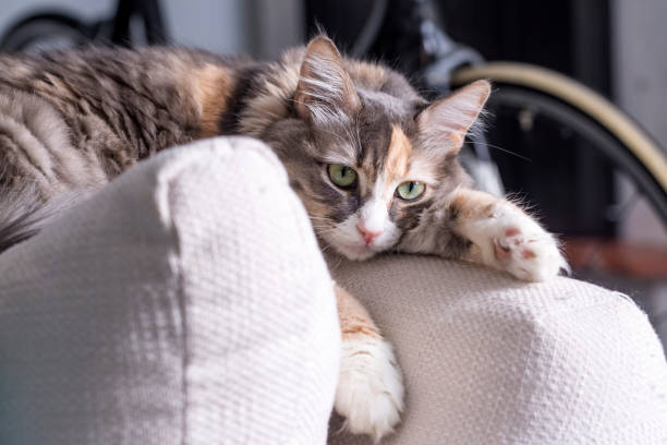 istock Cute kitten baby cat and mother cat 1049778230