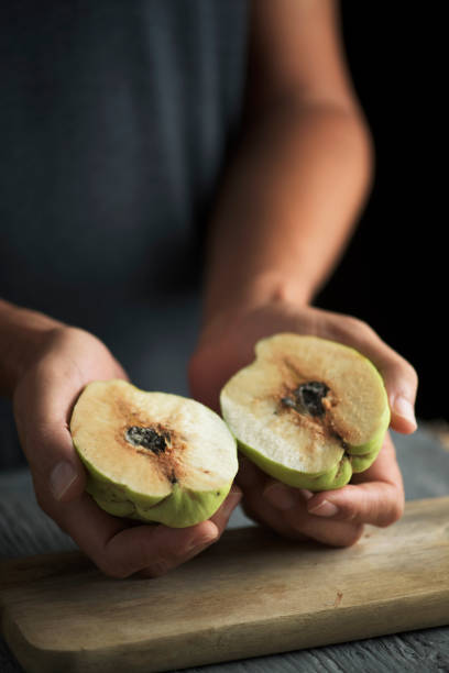 istock man with a quince fruit in his hands 1049781374