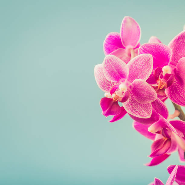 Pink Phalaenopsis Orchid flowers Pink Phalaenopsis or Moth dendrobium Orchid flowers over blue. Floral background. Greeting card concept design with copy space for text. Selective focus phalaenopsis orchidee stock pictures, royalty-free photos & images