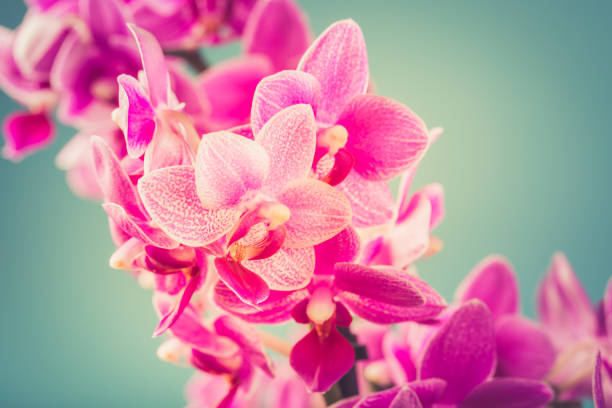 Pink Phalaenopsis Orchid flowers Pink Phalaenopsis or Moth dendrobium Orchid flowers over blue. Floral background. Greeting card concept design with copy space for text. Selective focus phalaenopsis orchidee stock pictures, royalty-free photos & images
