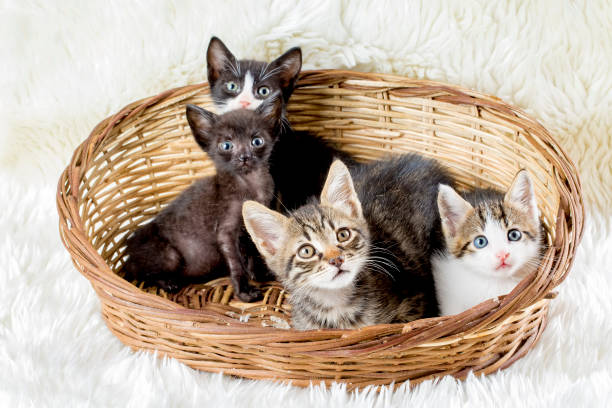 istock Cute kitten baby cats 1049781714