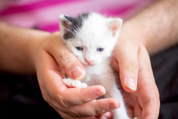 istock Cute kitten baby cat in human hand 1049781764