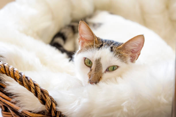 istock Pet animal; cute cat indoor 1049781804