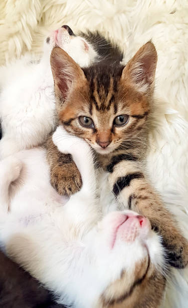 istock Pet animal; cute cat 1049781818