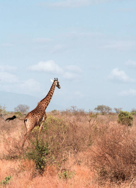 istock Kenya, Tsavo East - Giraffe in their reserve 1049784426