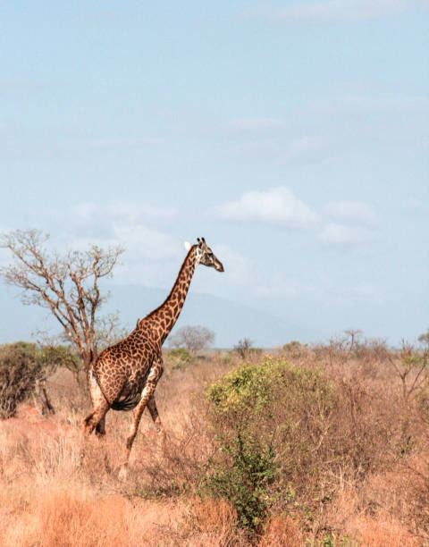 istock Kenya, Tsavo East - Giraffe in their reserve 1049784470