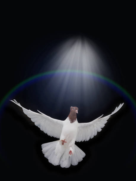free flying white dove against the background of the earth's orbit with rays of light on a black background as symbol of peace