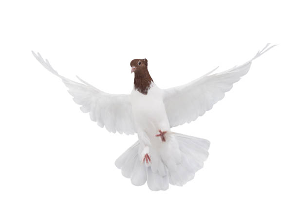 istock free flying white dove against 1049787648