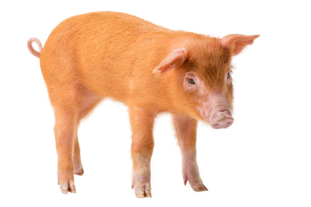 istock Yellow pig isolated on a white 1049787682