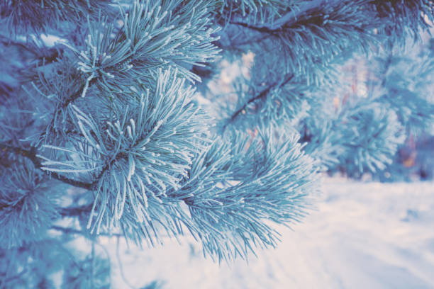 istock Pine branches covered with hoarfrost. Natural winter background. Winter nature. Snowy forest Christmas background 1049788048