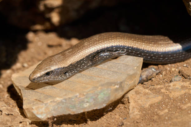 istock Lisa dorada (Chalcides viridanus) - Tenerife's Fauna 1049790796