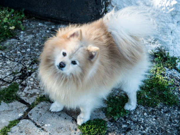 spitz dog german of zenith shape dog breed pet spitz type dog stock pictures, royalty-free photos & images