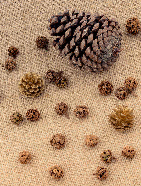 istock Plant pods, capsules and pine cones on canvas 1049792840