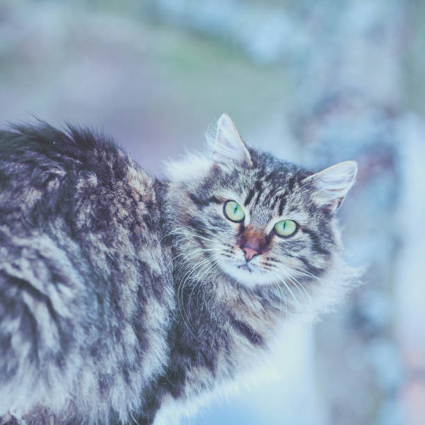 istock Portrait of siberian cat looking at camera 1049797736