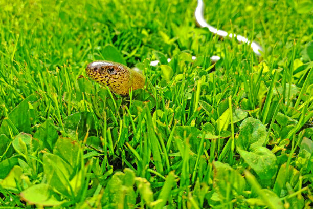 eine blindschleiche kriechen in grasgrün - hunting blind stock-fotos und bilder