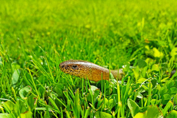 eine blindschleiche kriechen in grasgrün - hunting blind stock-fotos und bilder